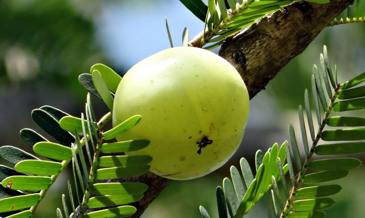 Pourquoi inclure l’amla dans votre alimentation quotidienne, surtout en hiver ?