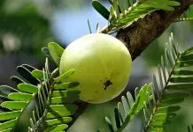 Pourquoi inclure l’amla dans votre alimentation quotidienne, surtout en hiver ?