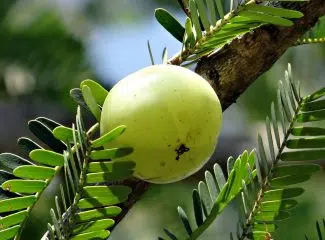 Pourquoi inclure l’amla dans votre alimentation quotidienne, surtout en hiver ?