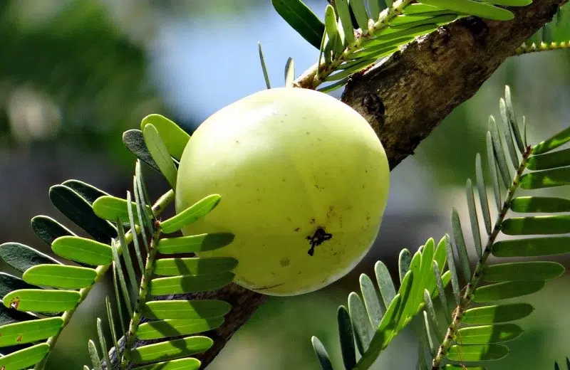 Pourquoi inclure l’amla dans votre alimentation quotidienne, surtout en hiver ?