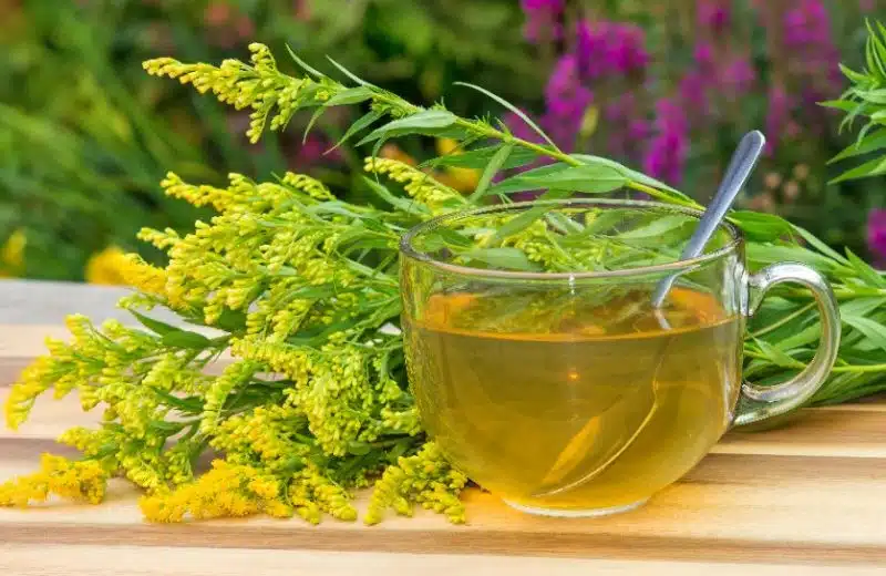 4 bienfaits des infusions et tisanes bio 