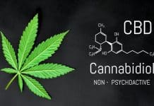 De quelle manière le CBD est-il susceptible d’atténuer la douleur chronique ?