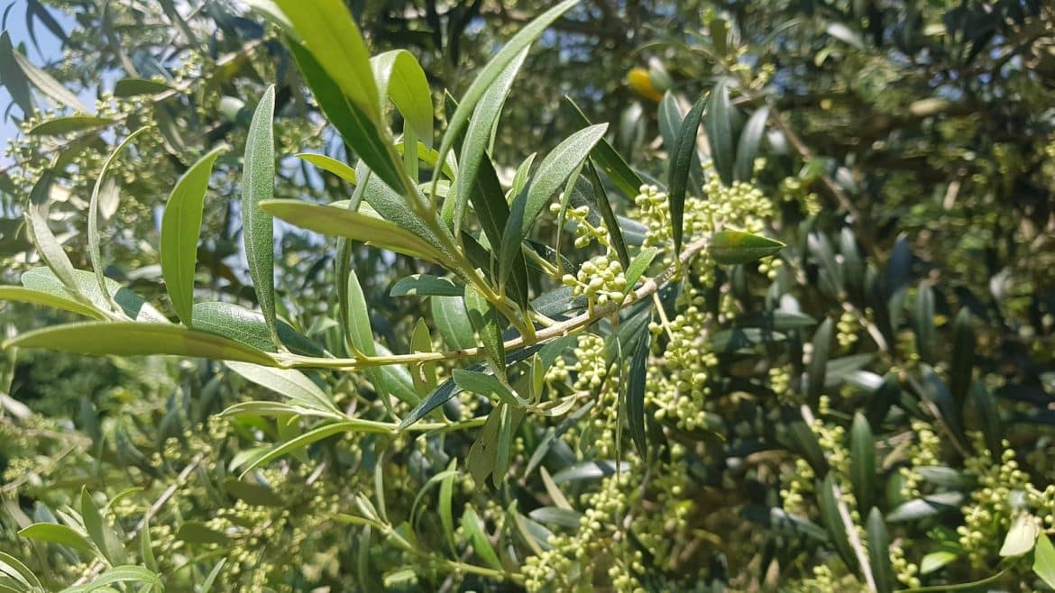 a close up of a tree with lots of leaves