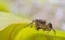 Évitez les piqûres de moustique chez votre bébé grâce à ces astuces naturelles