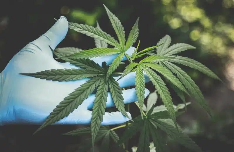 Découvrez les différentes variétés de cannabis riches en CBD