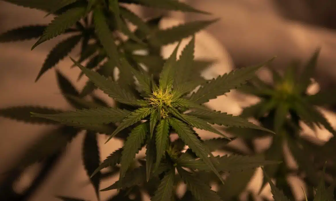 Les meilleures marques de CBD disponibles en ligne