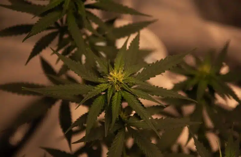 Les meilleures marques de CBD disponibles en ligne
