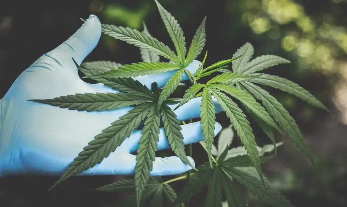 Les variétés de cannabis riches en CBD : une alternative naturelle aux médicaments traditionnels