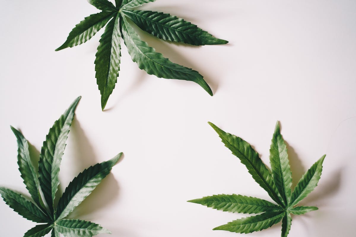 cannabis cbd