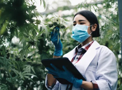 Fin d’expérimentation, place à l’évaluation : la HAS sollicitée sur le cannabis médical