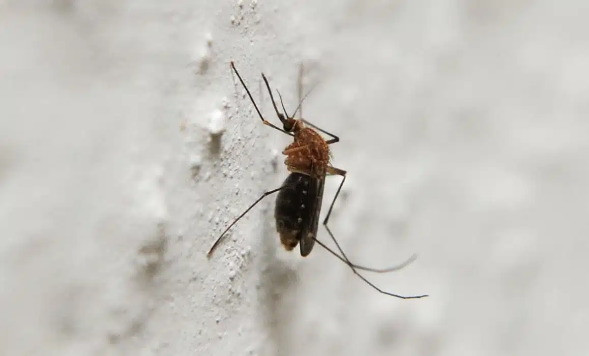 Moustiques dans la chambre de bébé : comment les empêcher d’entrer