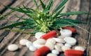 Certaines pharmacies désormais habilitées à délivrer du cannabis thérapeutique