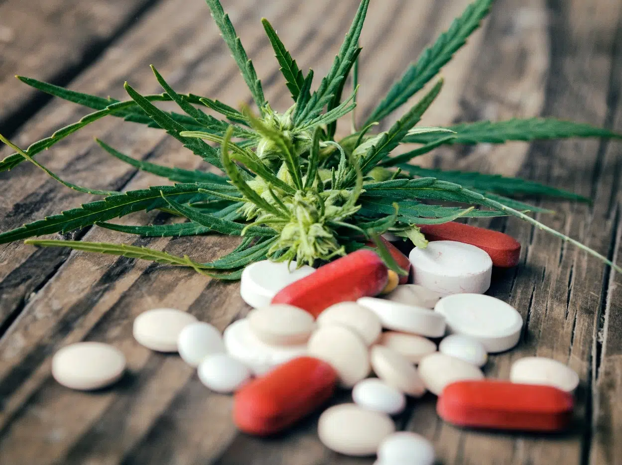 Cannabis thérapeutique