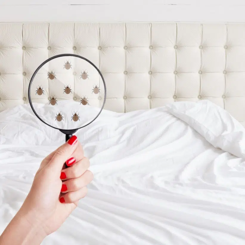 Loupe punaises de lit