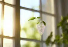 Interpréter une ligne d’évaporation sur un test de grossesse : conseils