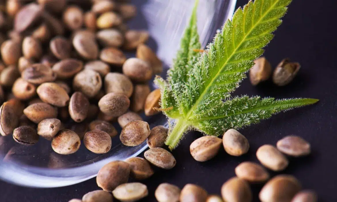 Large gamme et qualité : un véritable succès pour les graines de cannabis