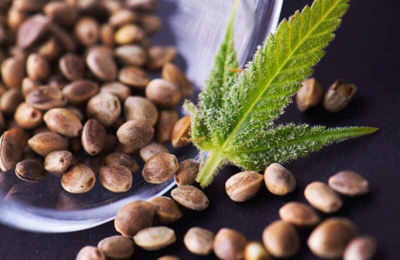 Large gamme et qualité : un véritable succès pour les graines de cannabis