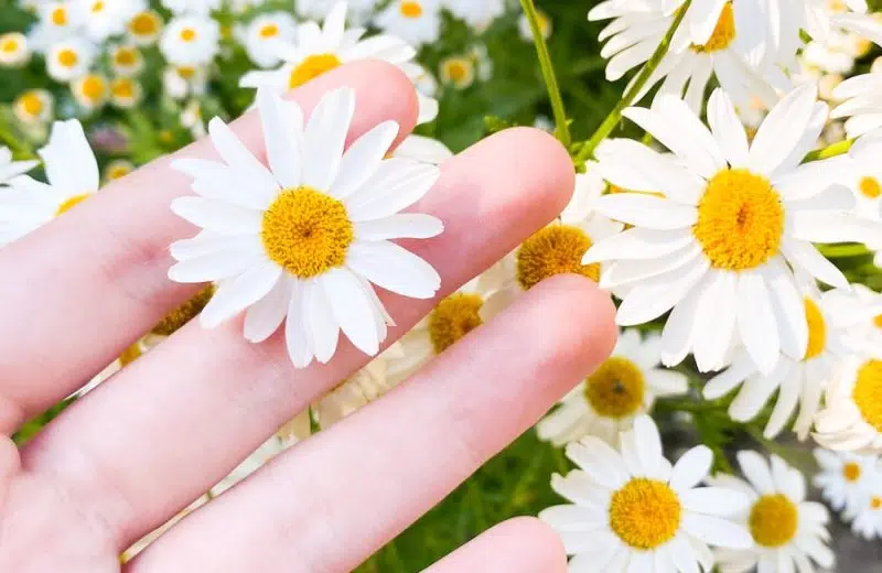 Quelle fleur pour quel âge ?