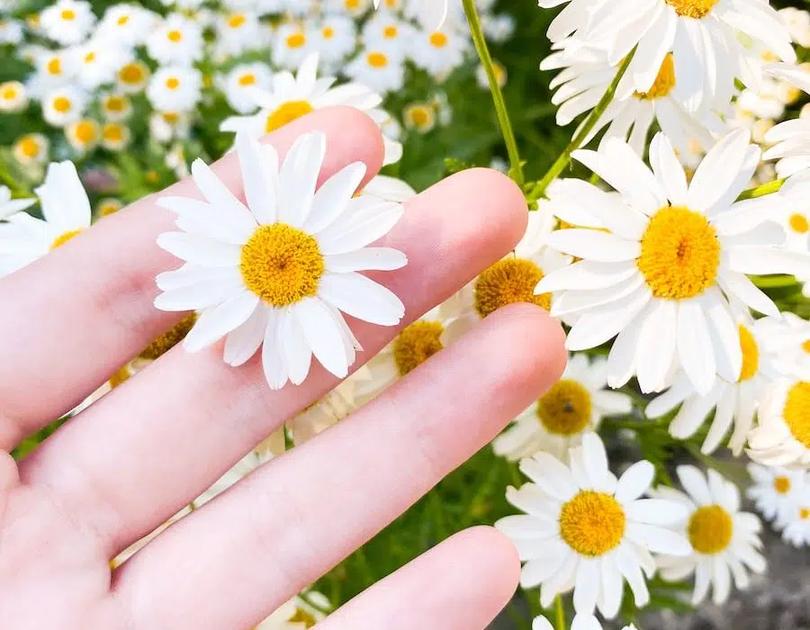 Quelle fleur pour quel âge ?