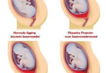 Quel est le rôle du placenta ?