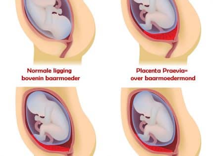 Quel est le rôle du placenta ?