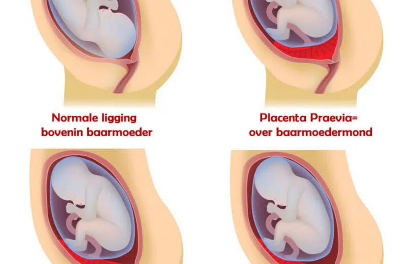 Quel est le rôle du placenta ?