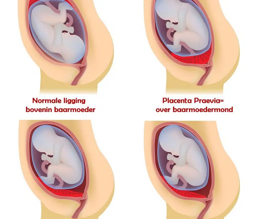 Quel est le rôle du placenta ?