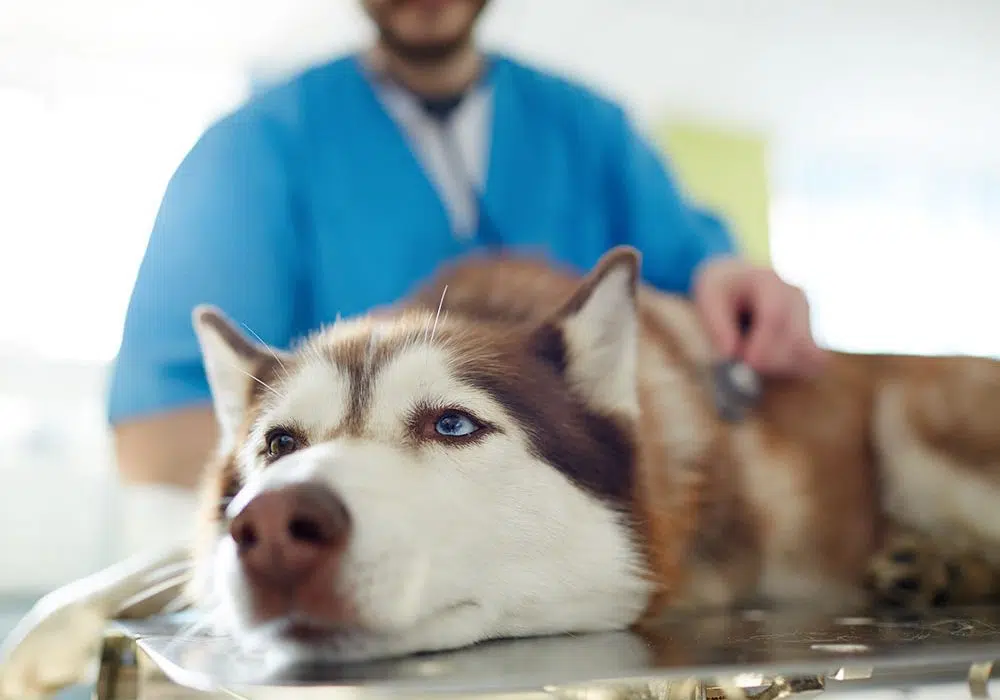 Trouvez un vétérinaire fiable pour votre animal de compagnie