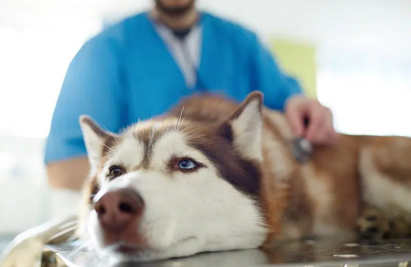 Trouvez un vétérinaire fiable pour votre animal de compagnie